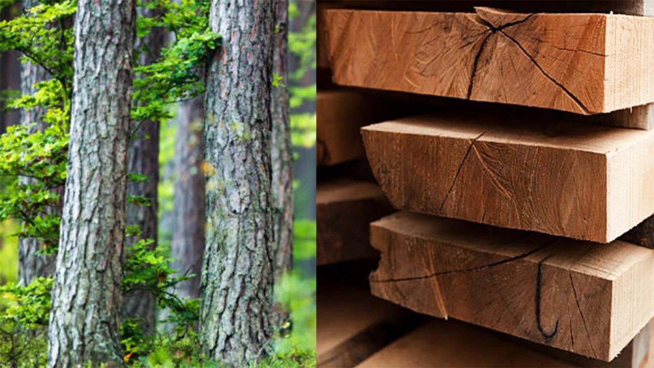 Đặc điểm gỗ tự nhiên